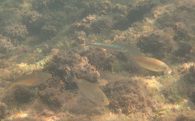 Strane compagnie: Sarpa salpa e Sardinella aurita